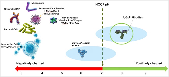 Infographic of various molecules separated by charge

