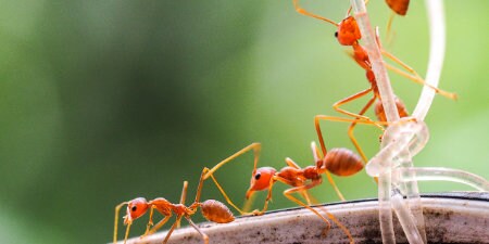 개미가 기어다니고 있는 이미지

