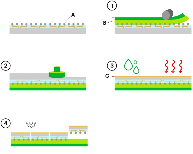 diagram of a plant
