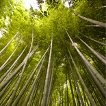 Looking up at Trees in Forest